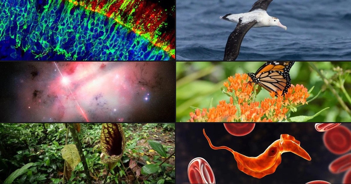 Today's Hope-Up: Nature's Comeback Tour, with a Side of Scientific Head-Scratchers