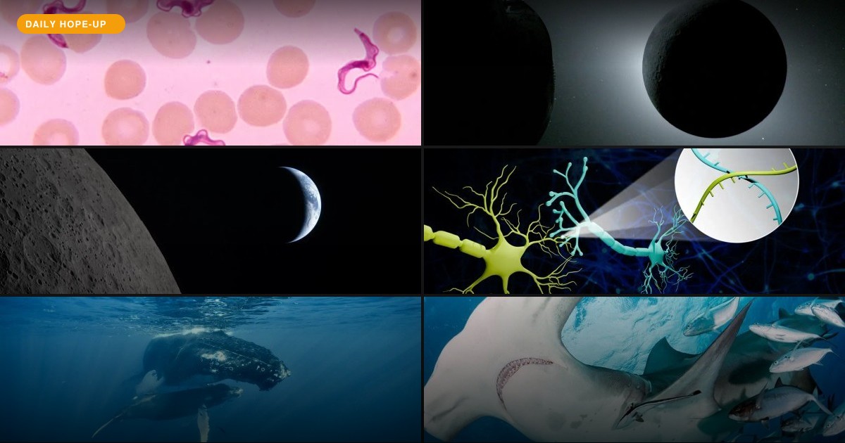 Today's Hope-Up: Earth Got a Postcard, Whales Got a Party, and Science Got Even Weirder