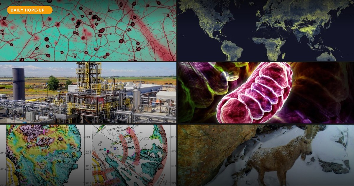 Today's Hope-Up: The Earth's Quiet Allies and Loud Innovations