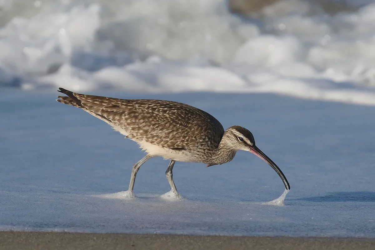 Article illustration