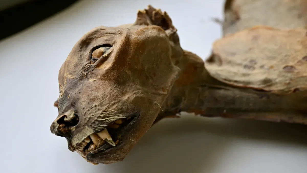 Mummified cheetahs could help save the critically endangered big cats