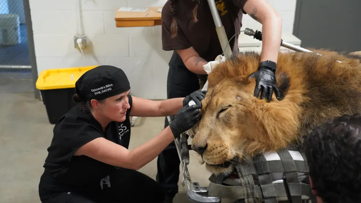 Lion undergoes double cataract surgery