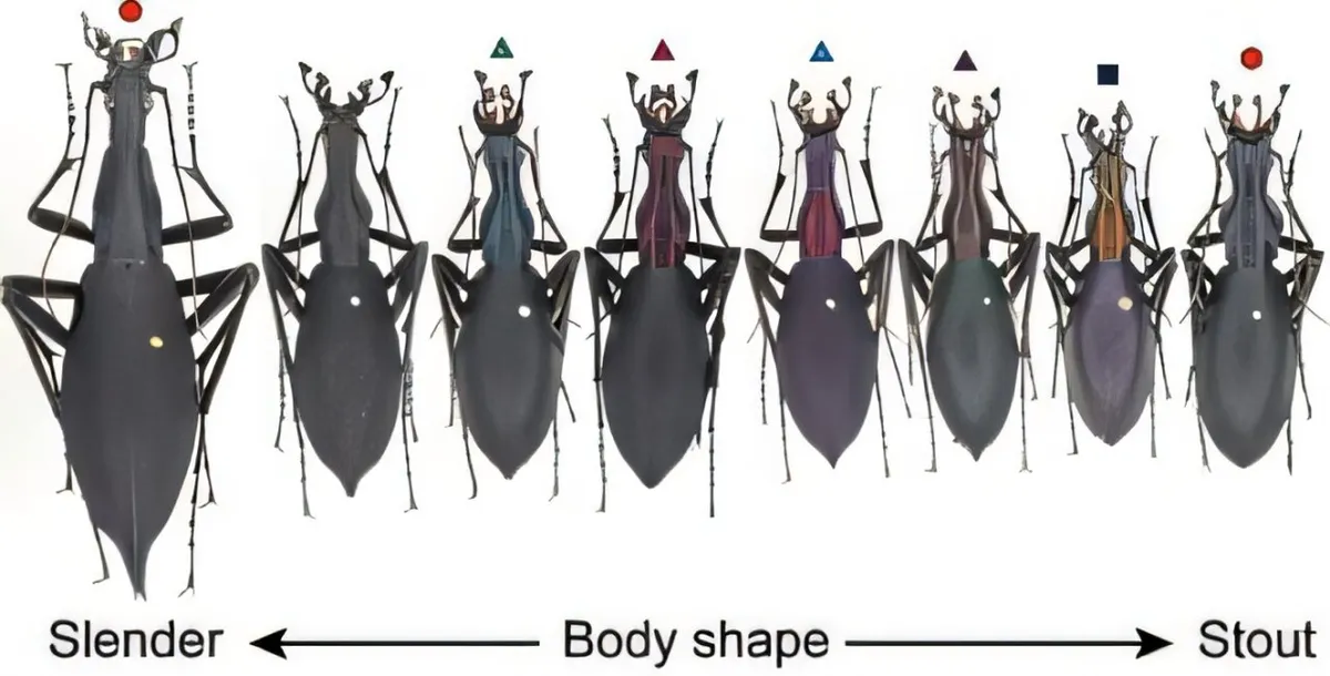 Flightless Beetles Evolved Different Hunting Styles on Japan's Largest Island