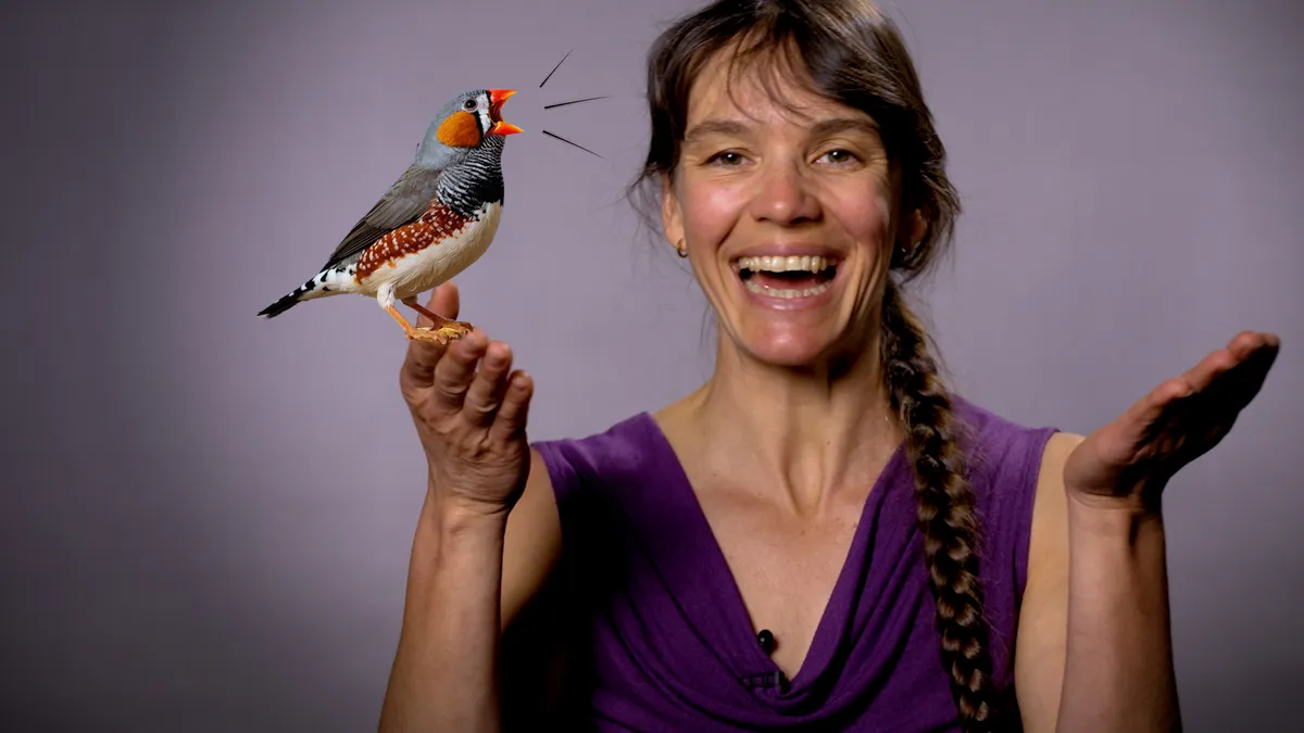 Watch: Decode the chatter of birds with a Berkeley neuroscientist - Berkeley News