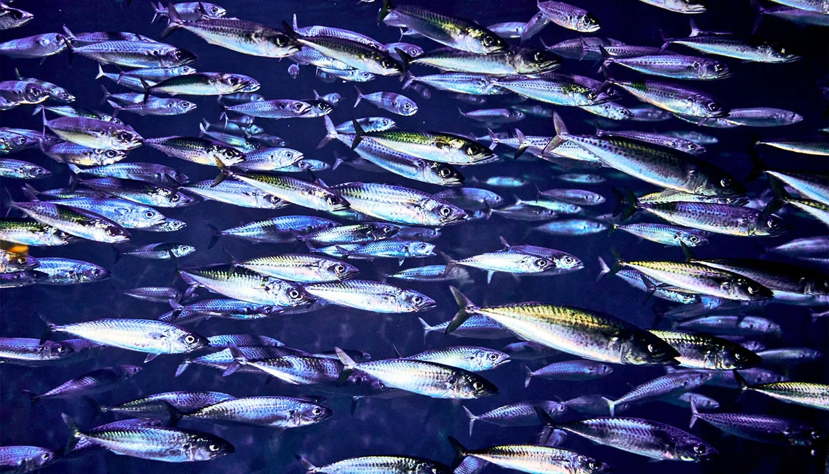 Bird Flocks and Fish Schools Are Just Fancy, Floppy Crystals