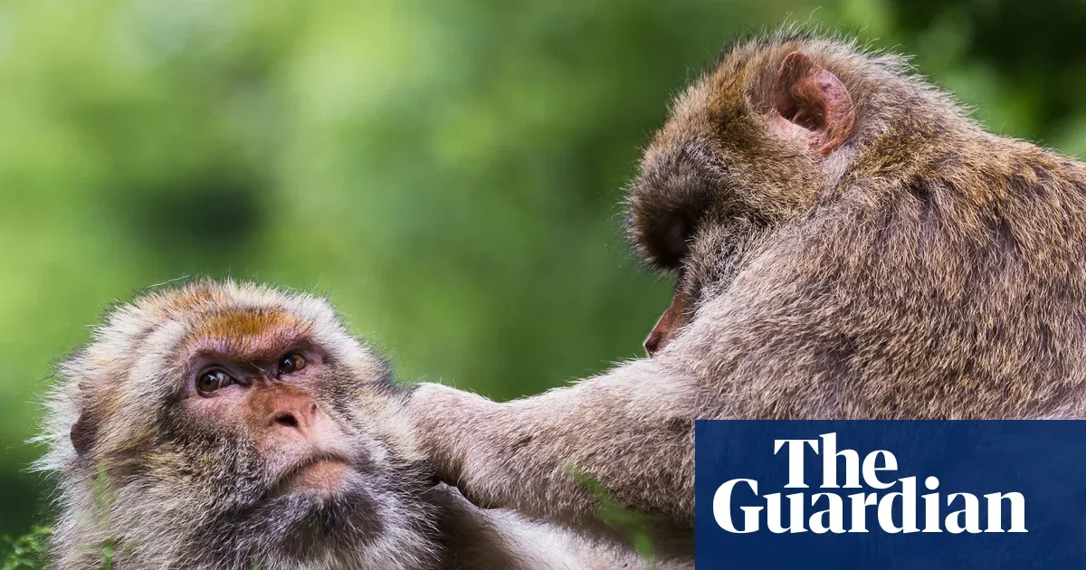 Could Same-Sex Bonds Save Primates From Environmental Collapse?