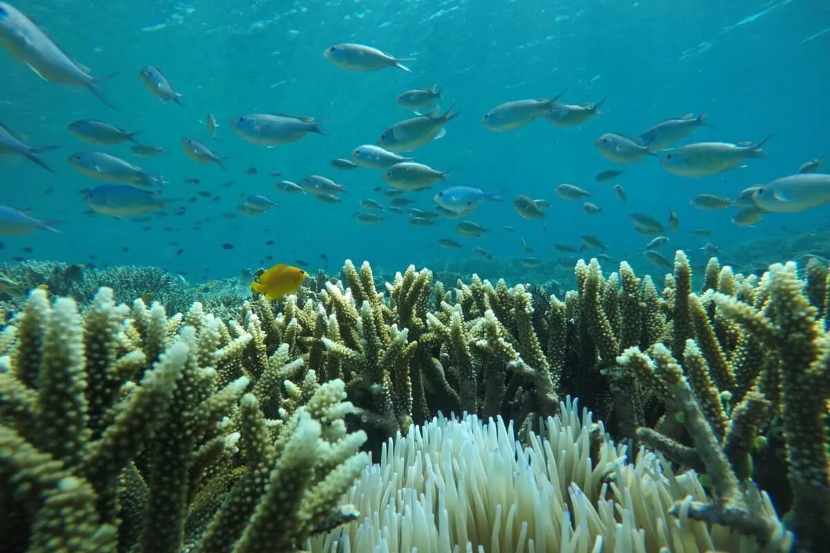 Saving Coral Reefs Might Just Take a DJ, Not Just a Scientist