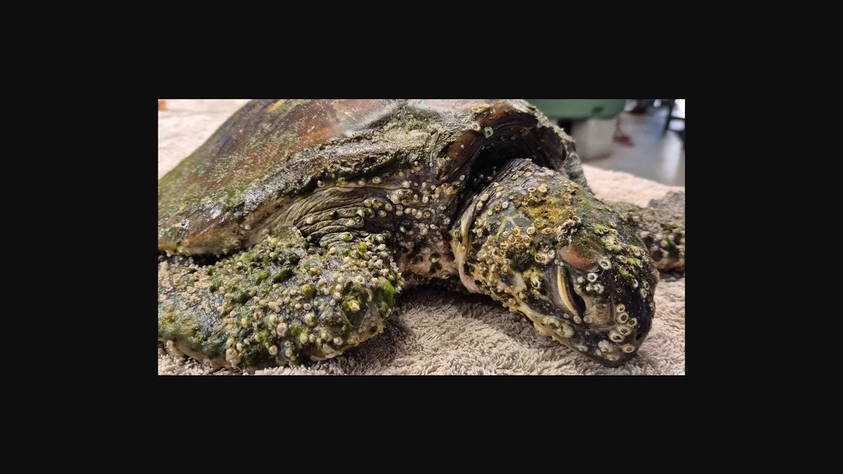 Another "before" view of Kalani's condition.