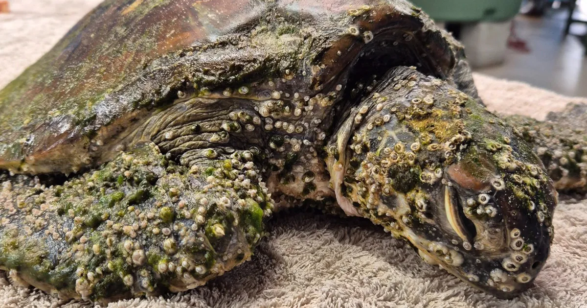Beachgoer finds sea turtle stranded, so covered in barnacles she couldn't move. See her amazing 9-month recovery