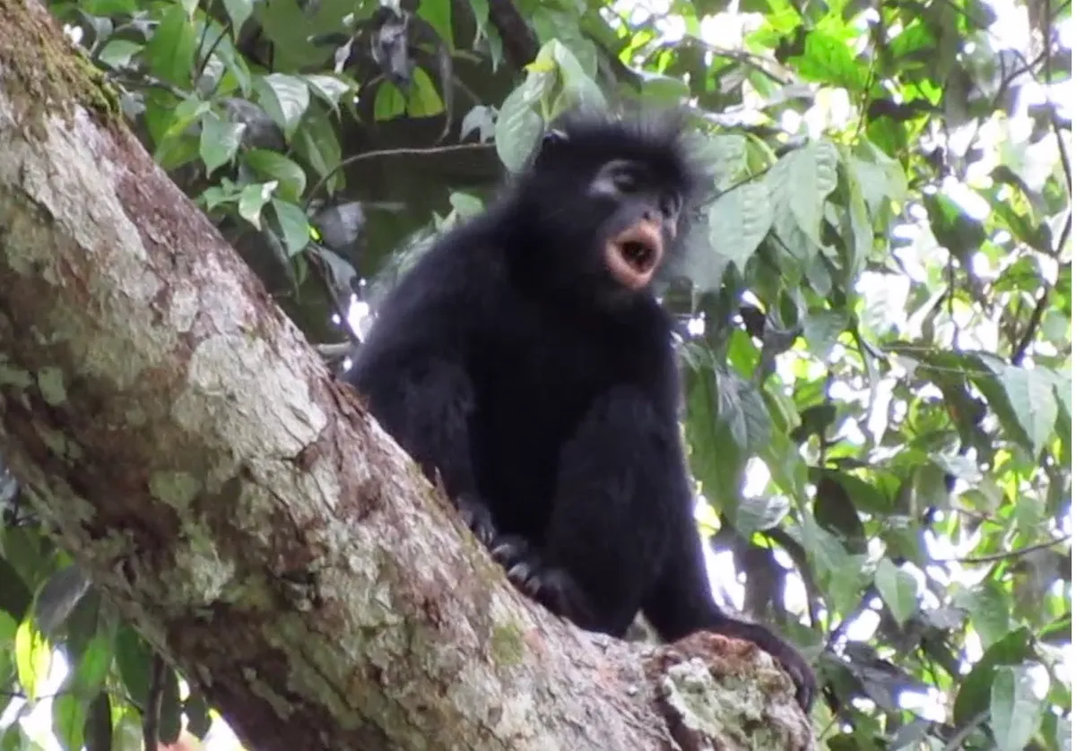 New colobus monkey, ‘Likweli’, confirmed in DRC
