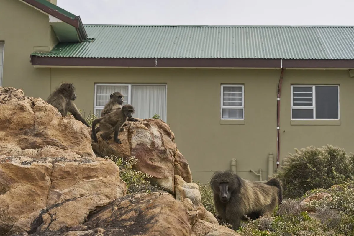 This South African Village Has Learned to Live with Its Very Hairy Neighbors