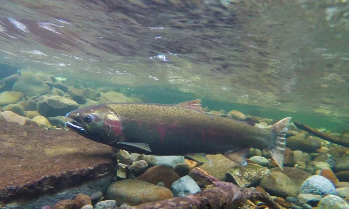 UBC Researchers Fight Tire Toxins Threatening Salmon