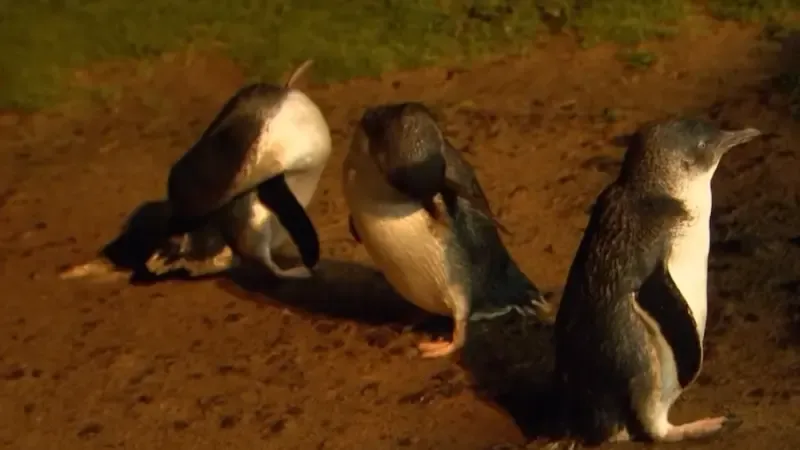 Thousands of little penguins will be vaccinated against bird flu down under