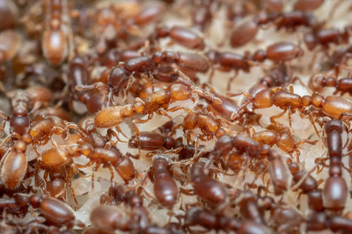 The Surprising Brain Chemistry That Turns Ants Into Caregivers