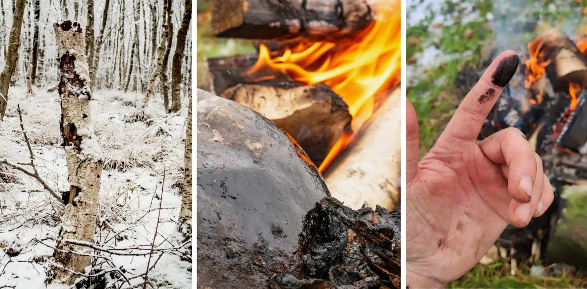 Neanderthals might have used sticky birch tar as an early antibiotic