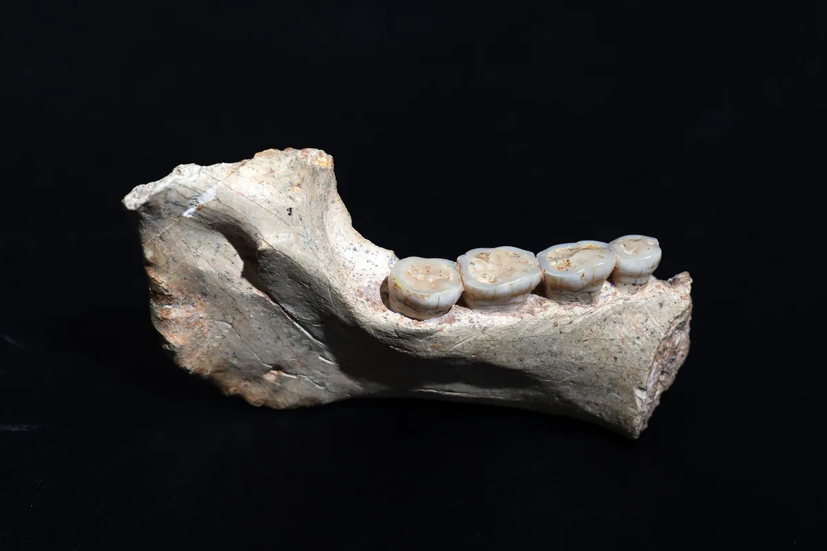 773,000-Year-Old Moroccan Fossils Pinpoint a Critical Moment in Human Evolution