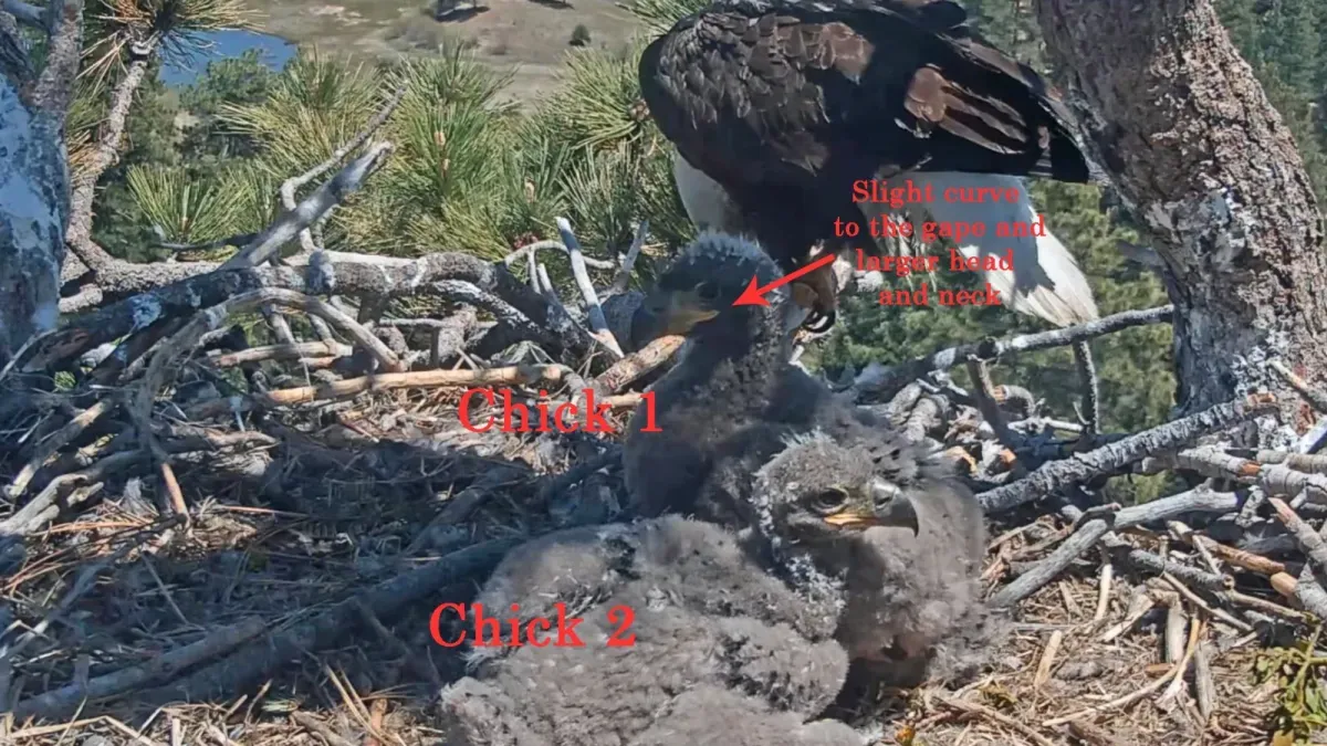 How to tell Jackie and Shadow’s chicks, Sandy and Luna, apart