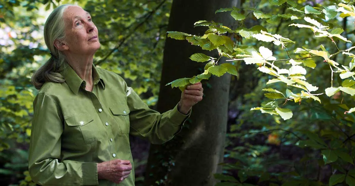 Jane Goodall Day arrives on April 3, centering action over tribute
