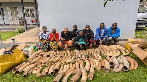 Zambia just nabbed a half-ton of illegal ivory, busting a major crime ring