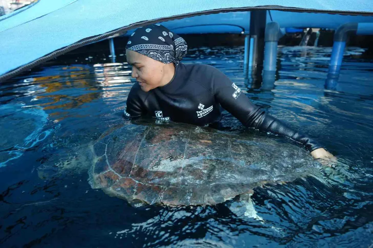 An aquarium specialist helps a loggerhead sea turtle learn how to swim after amputating a flipper