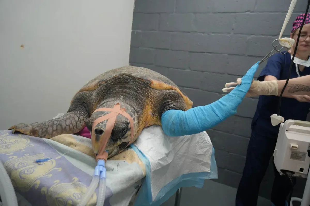 A loggerhead sea turtle during surgery, getting his flipper amputated
