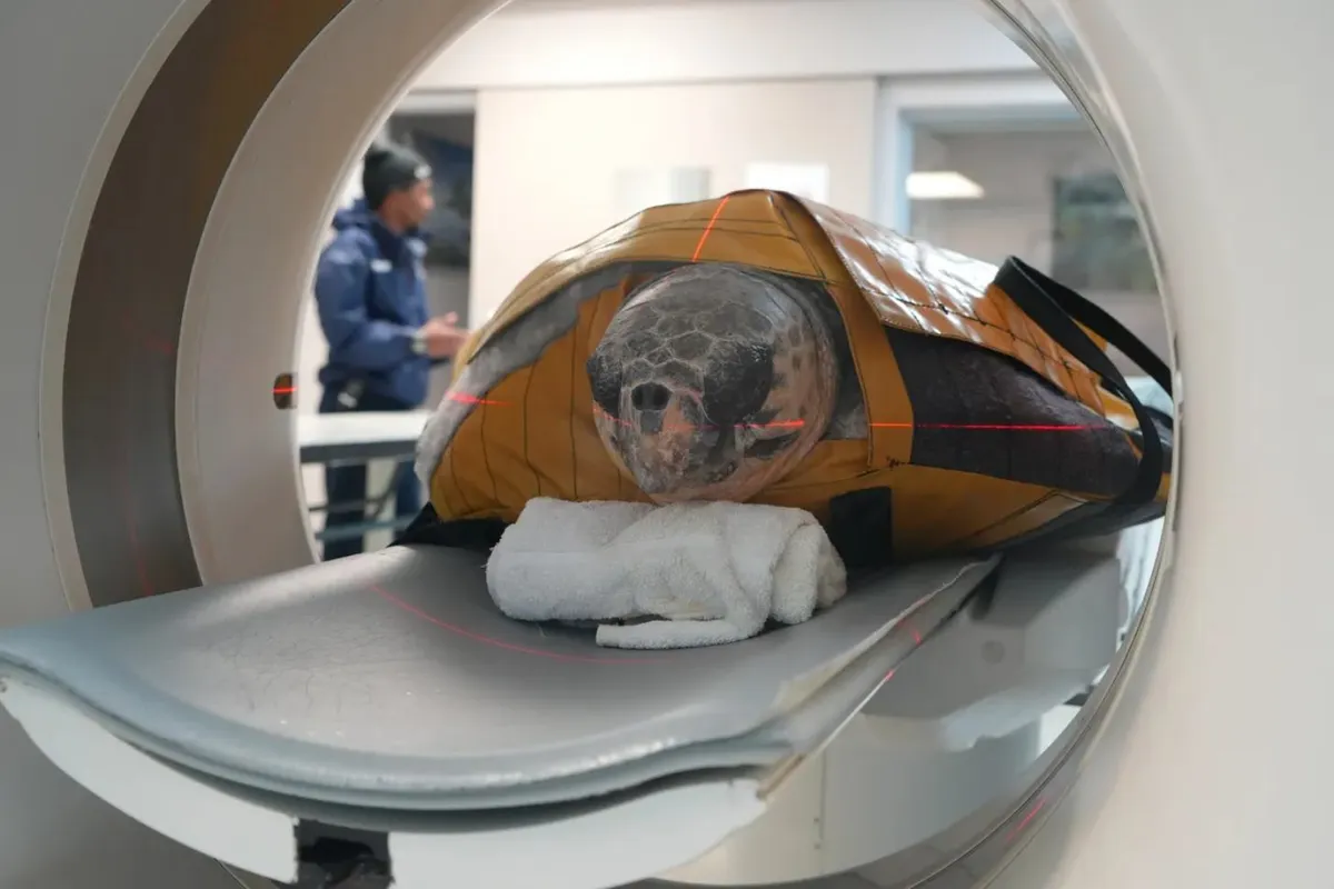 A loggerhead sea turtle gets an x-ray