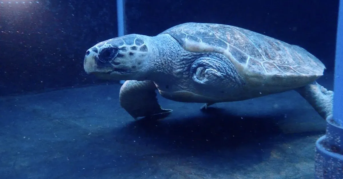 1,000 leeches left this endangered sea turtle without a flipper. Now, he's on the road to recovery