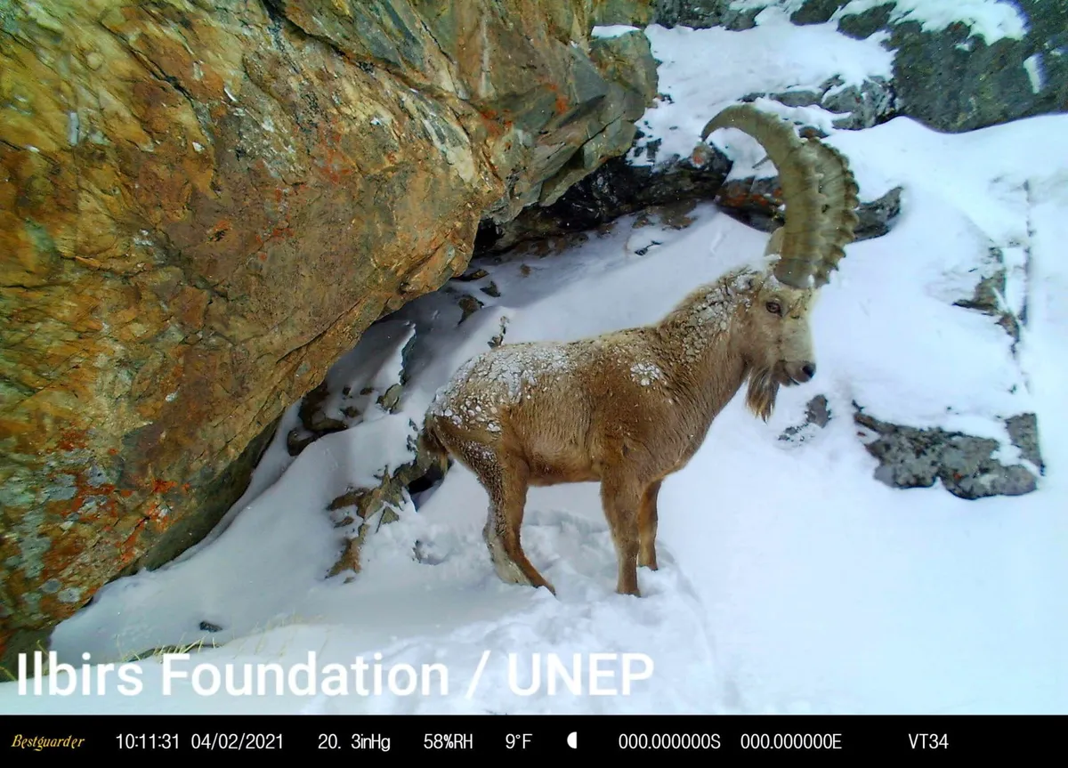 A ‘climate-ready’ corridor created for Kyrgyzstan’s snow leopards