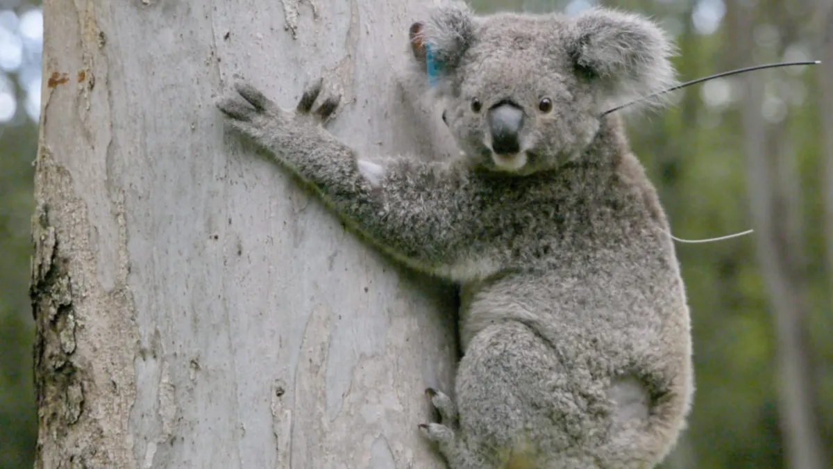 This Koala Is a Hero. She Just Got a 'Teddy Bear' of a Vaccine.