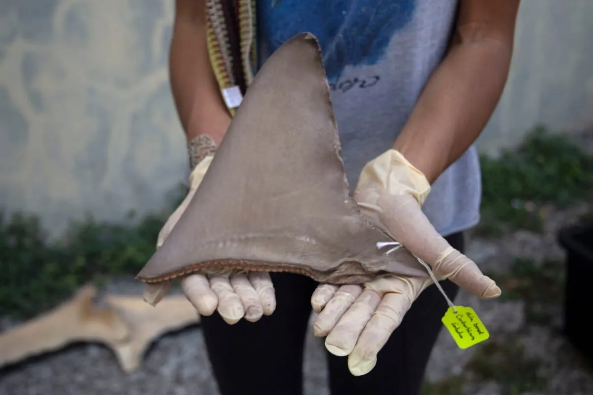 Panama's Shark Defenders Are Doing the Unthinkable: Working with Fishers