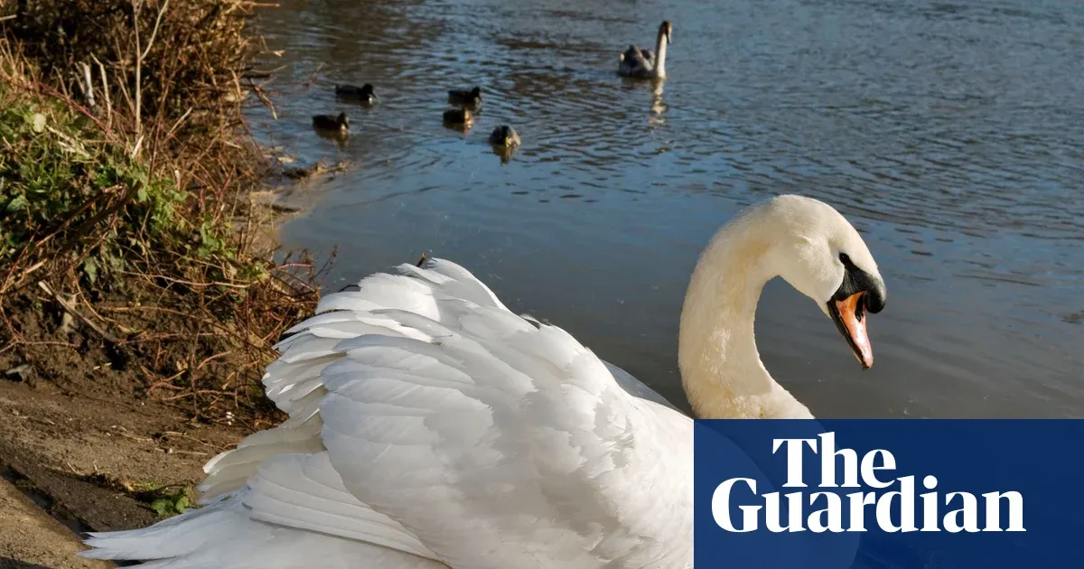 Race to contain suspected bird flu outbreak among Thames Valley swans