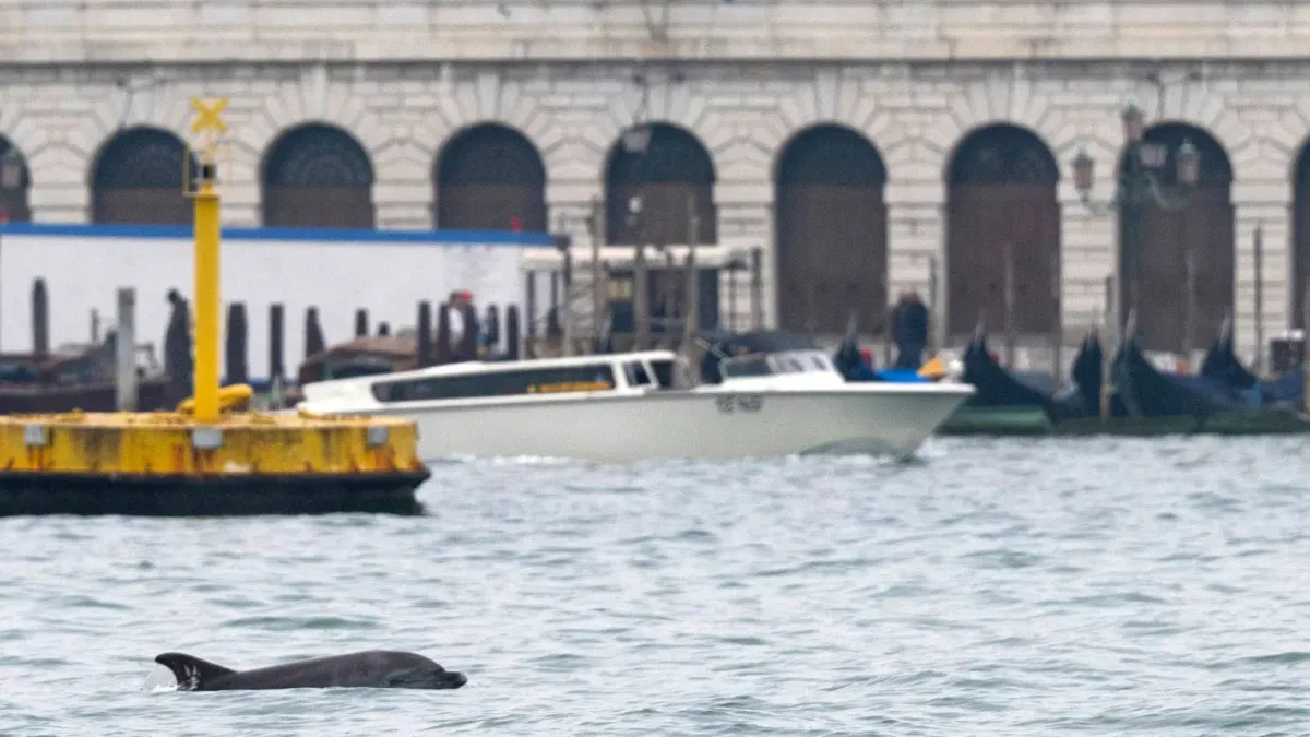 Venice's famous dolphin thrives—but tourists are the real threat