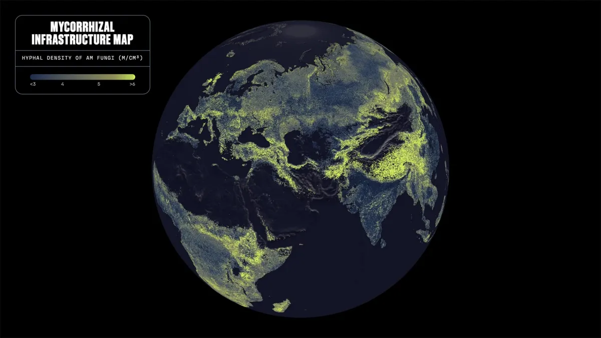 68 Quadrillion Miles: Scientists Map Earth’s Vast Hidden Fungal Network for the First Time