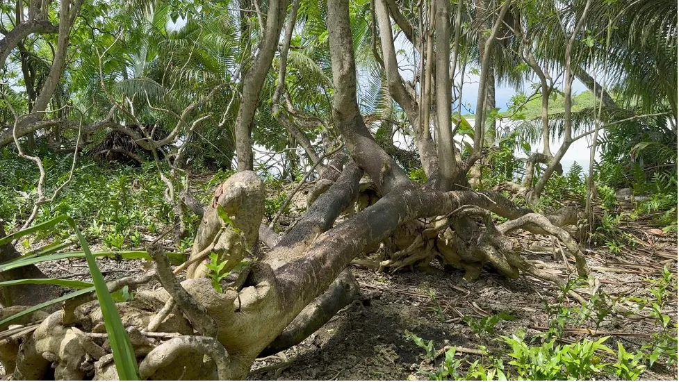 Rare fungi help restore Palmyra Atoll rainforests, new study finds. Here’s how