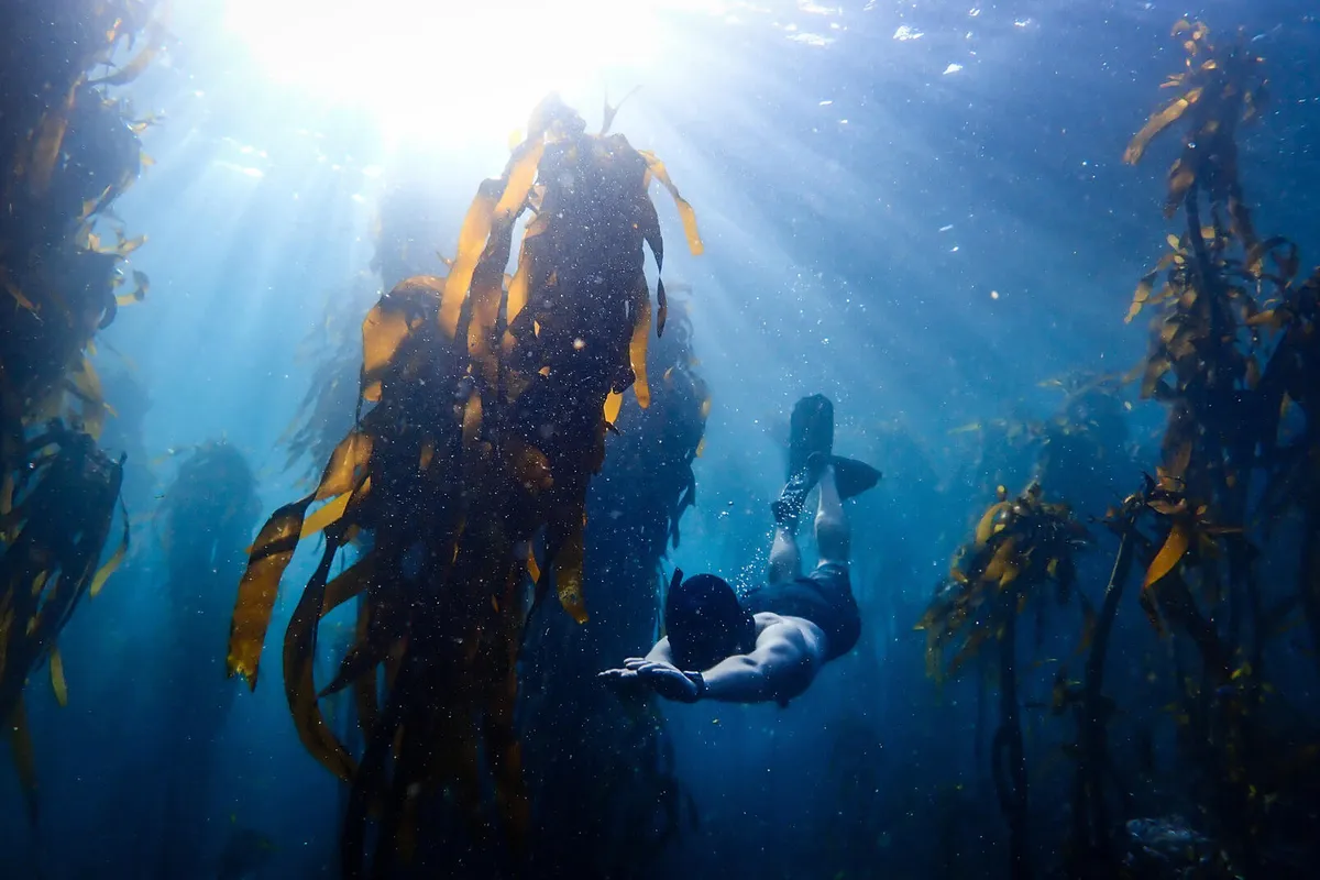 World Oceans Day: Marine protected areas surpass 10% mark in 2026