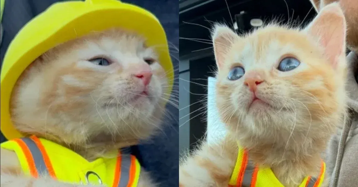 A Tiny Kitten Fell into an Excavator. Now She's the Company Mascot.