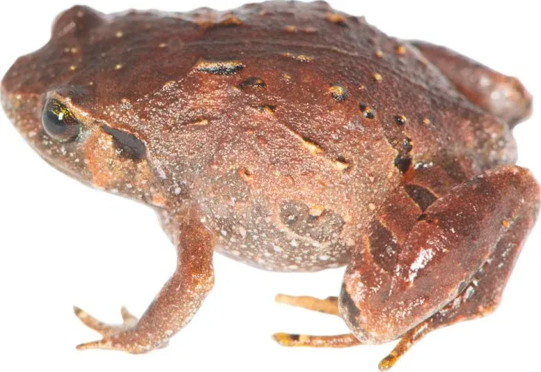 Scientists Just Found 7 New Frog Species After a 12-Year Hide-and-Seek Game