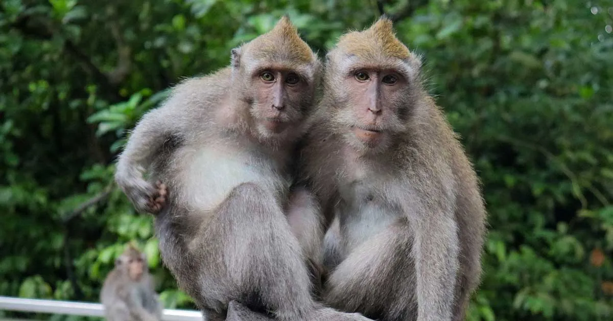 Can animals be gay? New study finds that many primates are — and it may even improve their survival odds