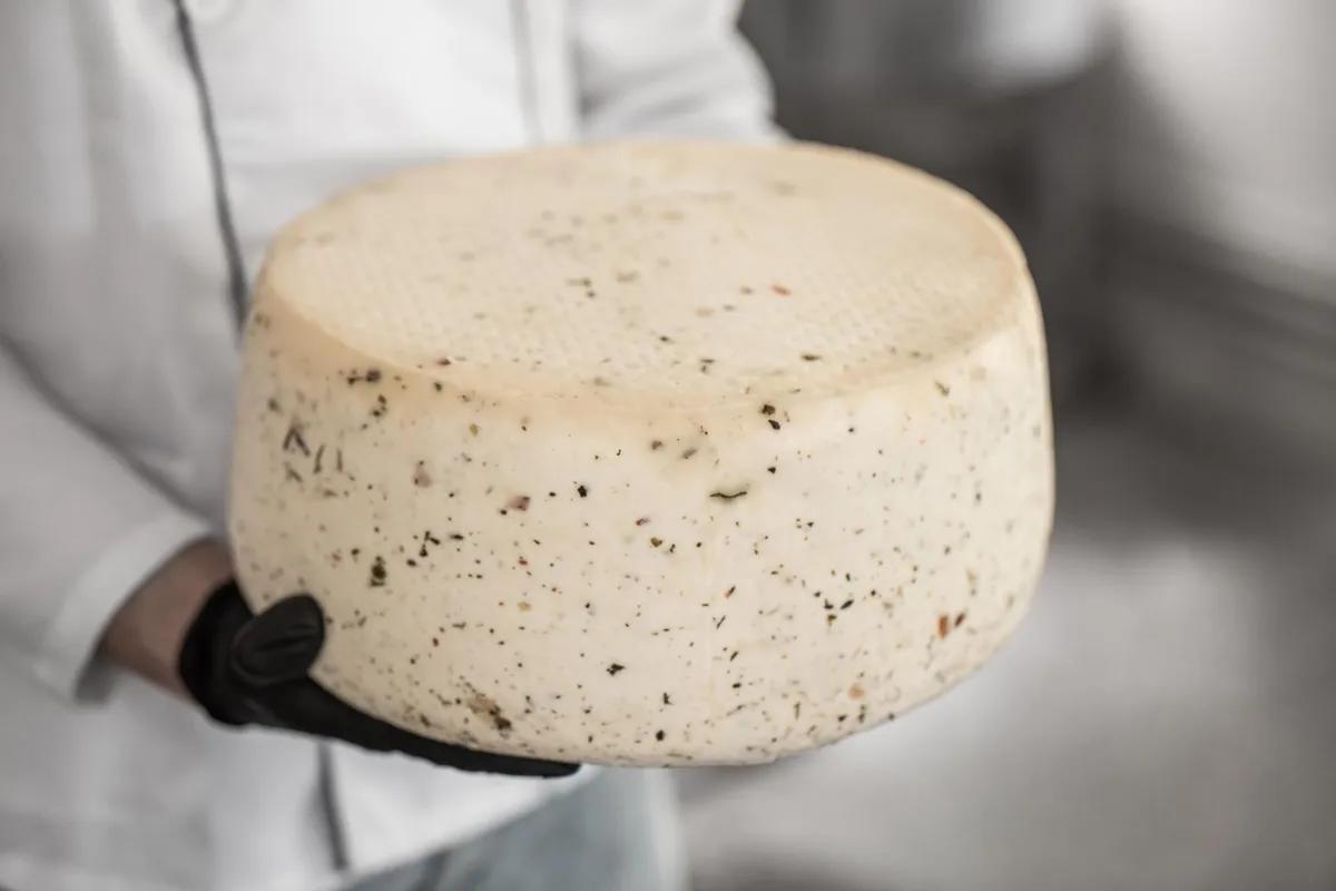 Scientists Discover the Secret Bacteria Behind Artisan Cheeses – and They May Be Good for Your Health