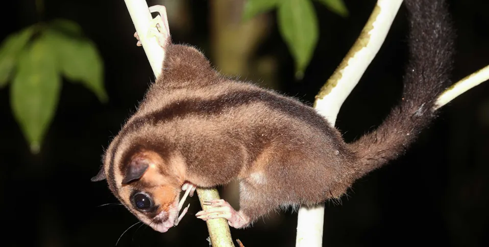 Two tiny marsupials thought extinct for 6,000 years rediscovered in Papua