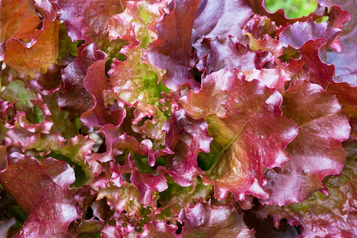 Scientists Just Turned Red Lettuce Green, Forcing It to Make More Good Stuff