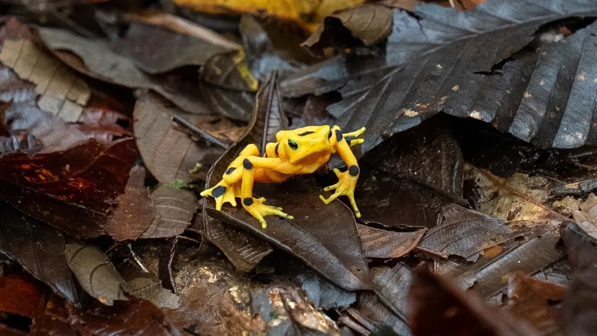 Panama’s golden frogs beat extinction
