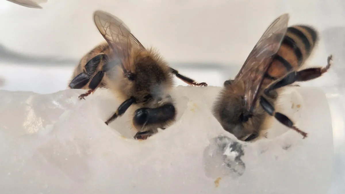 Scientists just made a bee superfood — and colonies exploded 15 times over
