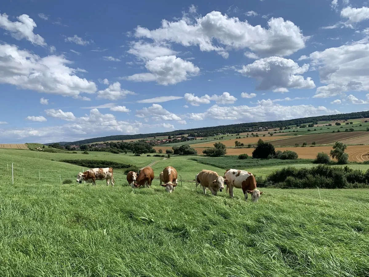 Cows Respect Virtual Fences Just Like the Real (Shocking) Thing