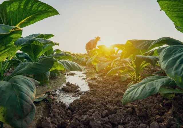 Article illustration