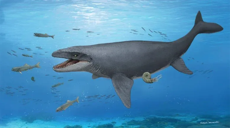 30-Year-Old Museum Rock May Hide a New Mosasaur Species