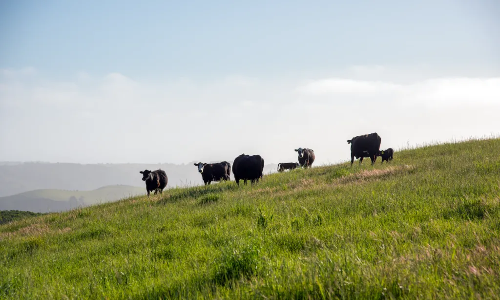 TomKat Ranch Educational Foundation Wants to Build a Food System Grounded in Resilience