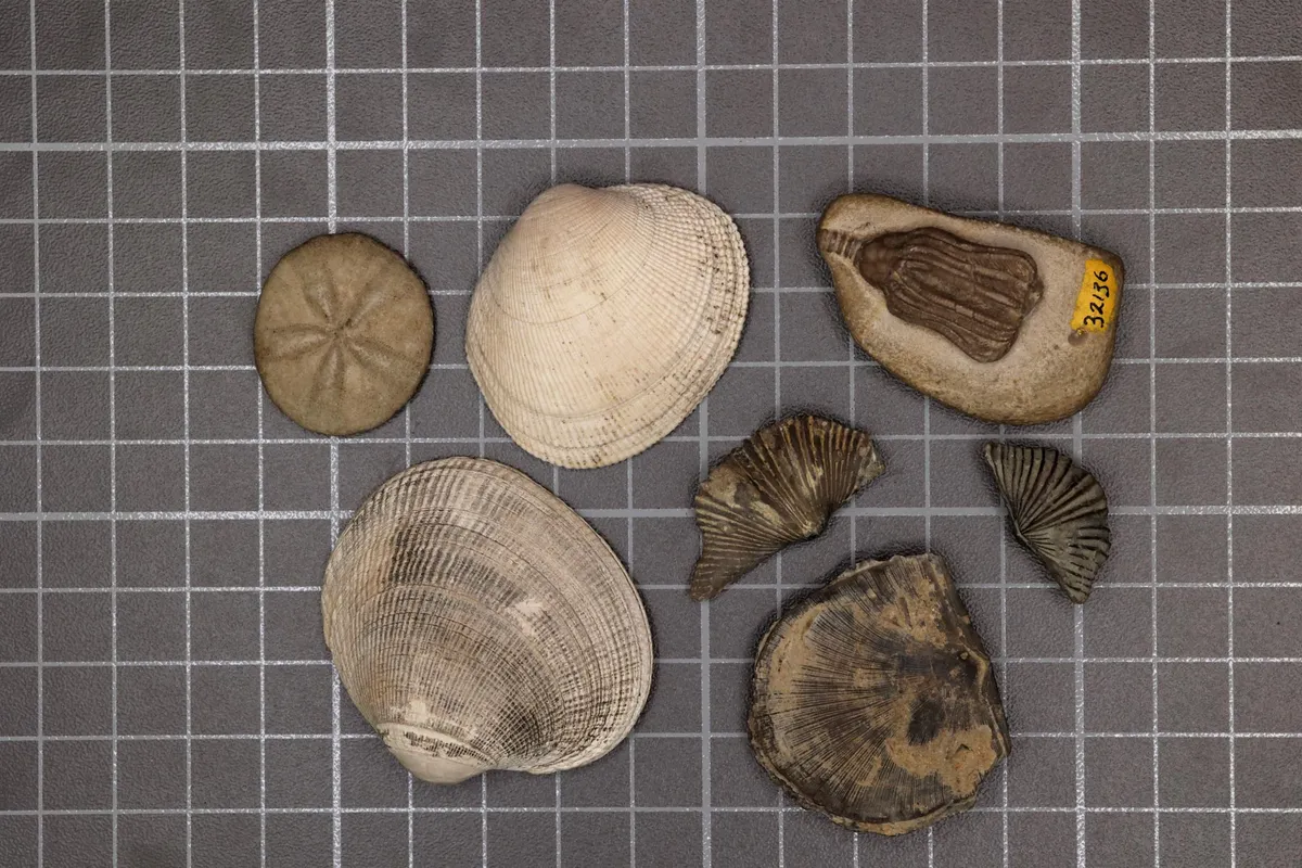 Stanford Scientists Solve a 252-Million-Year-Old Mass Extinction Mystery