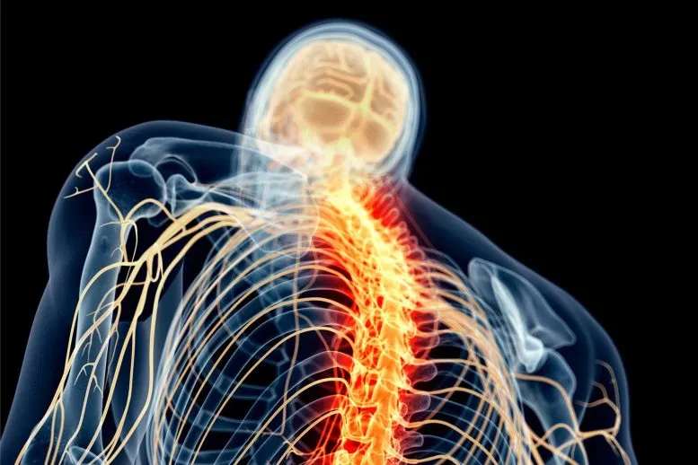 This Injectable Seed-Sized Device Zaps Pain Away, No Wires Attached
