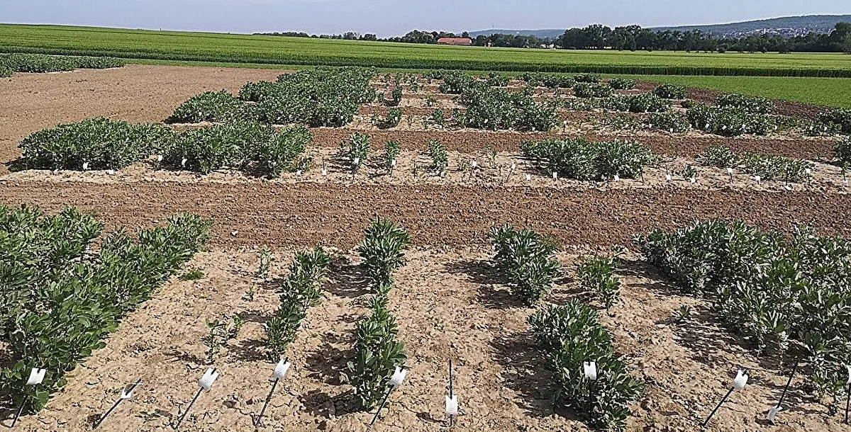 One gene makes the difference: Breeding winter-hardy faba beans